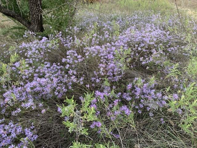  A magnificent carpet of&nbsp; Aromatic Aster&nbsp; along the Hawk trail. 