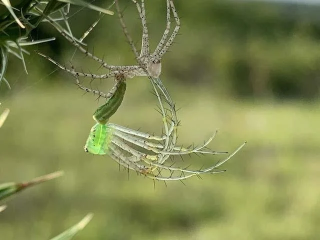  Drying out in the sun shortly before molting was complete, as I later learned. The dried exuvia or exoskelton is above. 