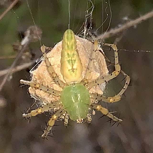  Green Lynx Spider protecting her new egg sac. 