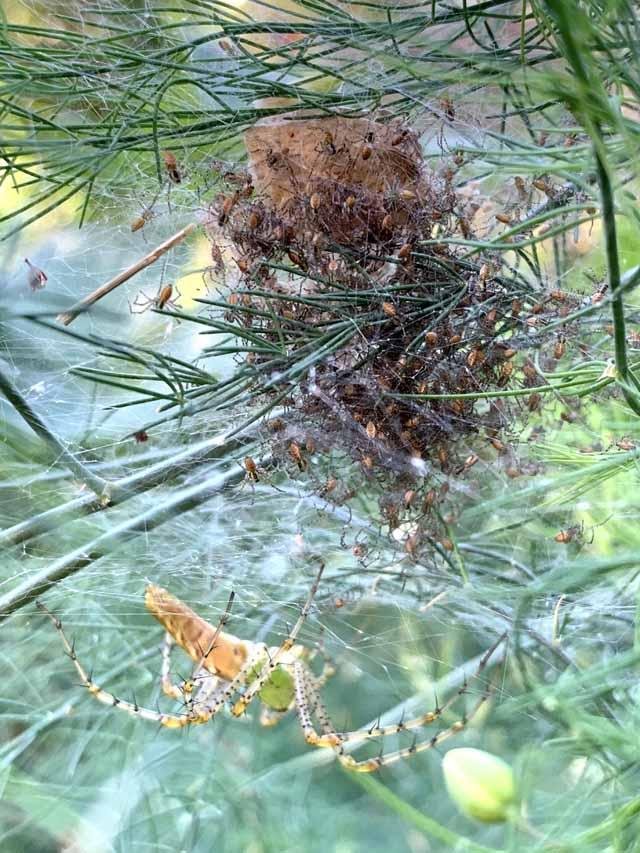  Dozens, possibly hundreds of spiderlings emerging from the egg sac. 