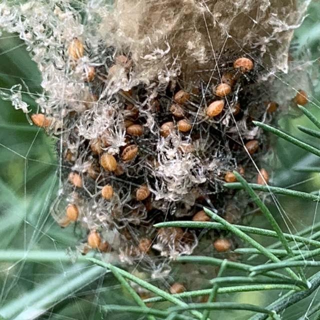  Within a few days the spiderlings shed their exoskeletons and&nbsp;undergo the first of several molts in the 1-year lifespan.&nbsp; 
