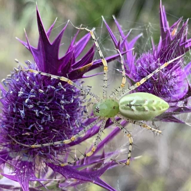  Green Lynx Spiders seem to favor Eryngo plants as their hunting ground. 