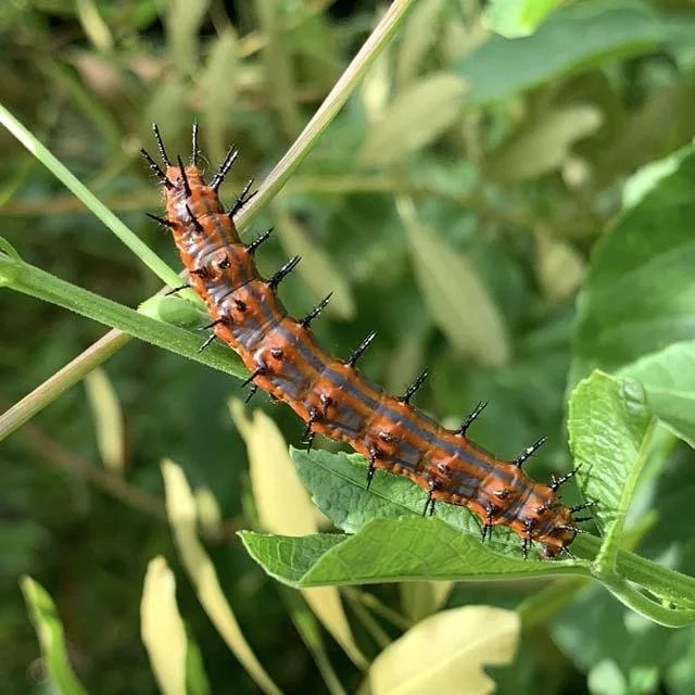   Gulf Fritillary butterflies &nbsp;are a common sight at Tandy HIlls in July and August and an important pollinator. 