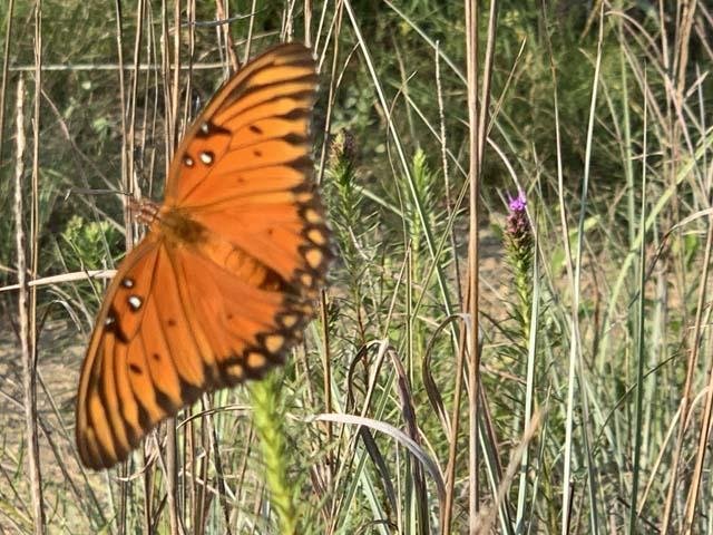  The upper wings of a&nbsp; Gulf Fritillary &nbsp;are&nbsp;quite different form the lower. 