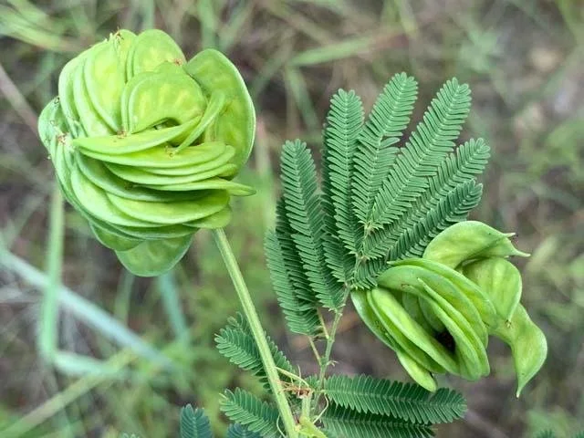   Illinois Bundleflower &nbsp;( Desmanthus illinoensis ), resembles a small green rose. But this is&nbsp;the seed pods, not a flower. 