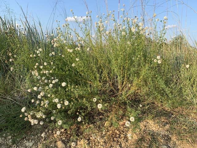   Roundhead Prairie Clover &nbsp;( Dalea multiflora ), blooms in July. 