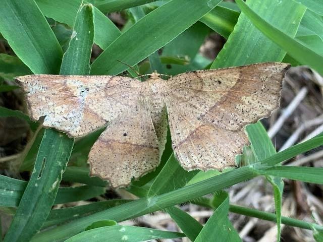  My contribution to&nbsp; National Moth Week &nbsp;is ths handsome specimen of&nbsp; Geometer Moth . 