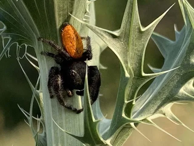  This is a MALE&nbsp; Jumping Spider &nbsp;( Phidippus texanus ). Compare with the FEMALE of the same species below. 