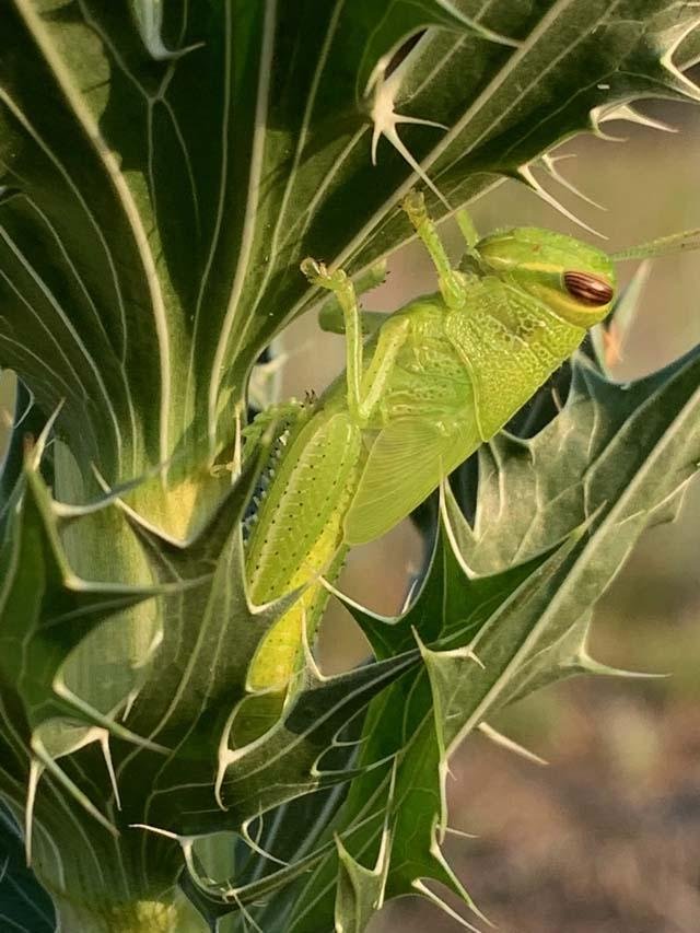   Bird Grasshopper . Predator or prey? 