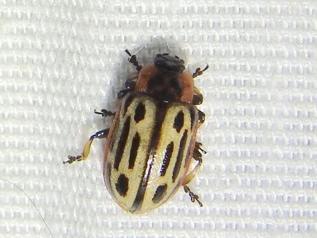   Cottonwood Leaf Beetle &nbsp;( Chrysomela script )&nbsp;&nbsp;Photo by&nbsp;Sam Kieschnick 