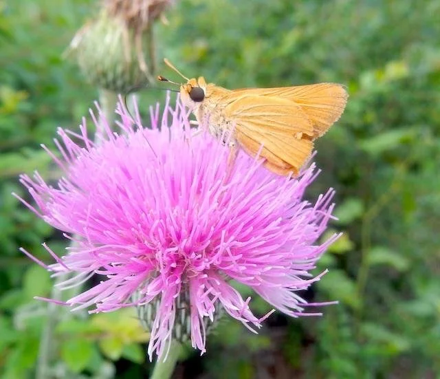   Delaware Skipper &nbsp;( Anatrytone logan ) photo by&nbsp;Bob O'Kennon 