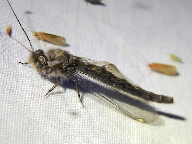   Four-spotted Owlfly &nbsp;( Ululodes quadripunctatus ) photo by&nbsp;Sam Kieschnick 