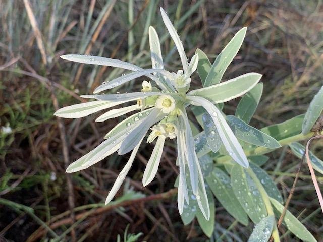   Snow on the Prairie &nbsp;( Euphorbia bicolor ) got a good soaking. 