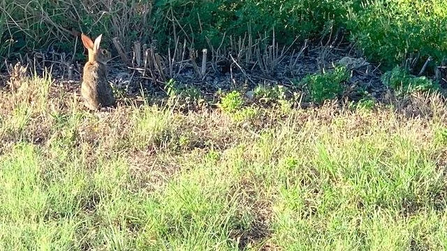  A&nbsp; Cottontail Rabbit &nbsp;greeted me as I hiked into Tandy Hills after the rain. 