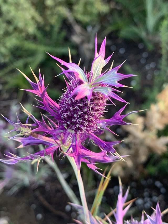  I found myself marvelling at the bold beauty of&nbsp; Eryngo.  