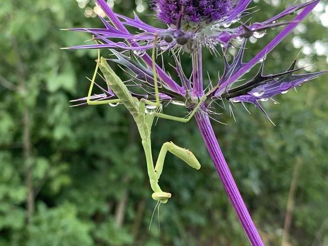  Preying Mantis blend and contrast so well with their summer home. 