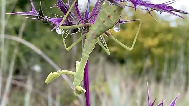 Mantis are one of natures contortionists. 