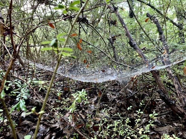  This giant spider web stood&nbsp;out in the rain-drenched woodland. 