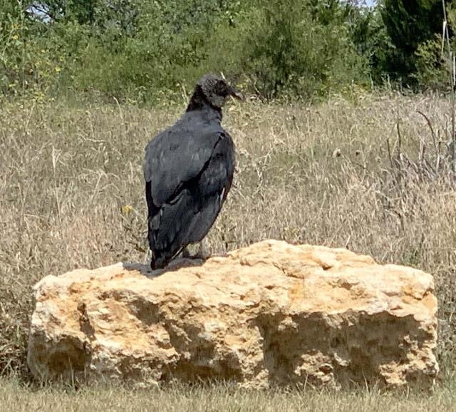  A&nbsp; Black Vulture &nbsp;about to do nature's clean-up work. 