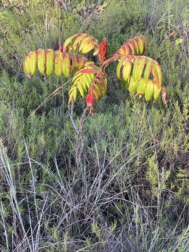  A&nbsp; Smooth&nbsp;Sumac tree &nbsp;( Rhus glabra ) showing its fall colors a bit early. 