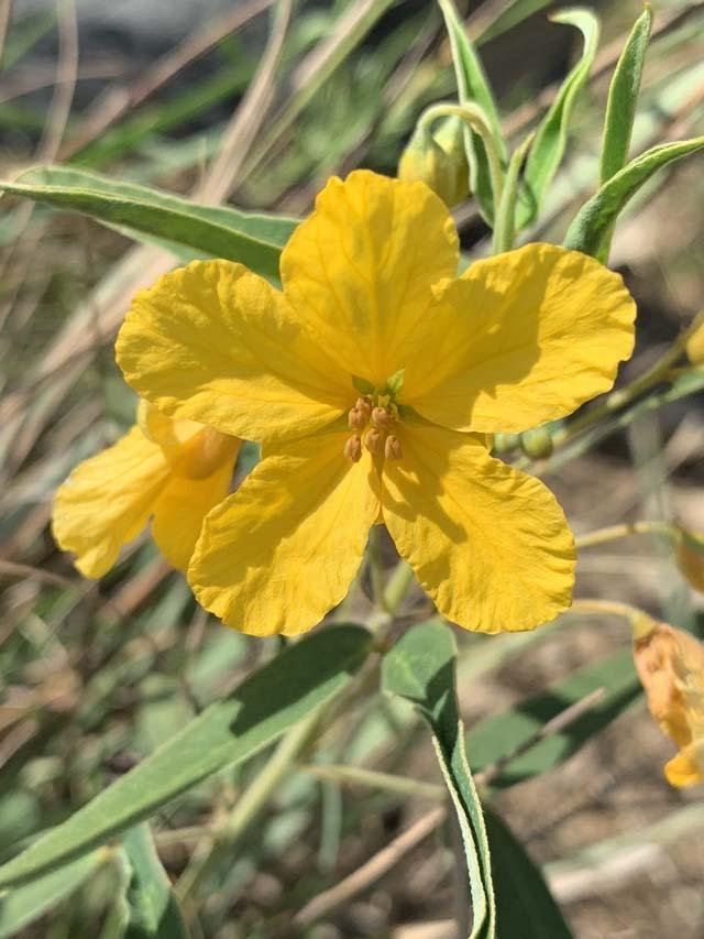  Resilient,&nbsp; Two-leaved Senna &nbsp;( Senna roemeriana ) wildflowers have been&nbsp;blooming since June. 