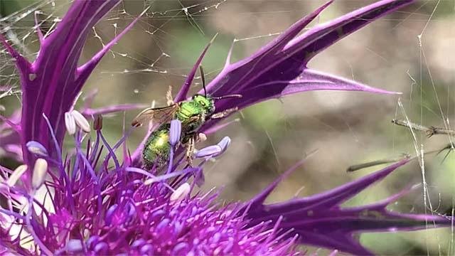   Sweat Bees &nbsp;are among the many pollinators who crave Eryngo flowers in late summer. 