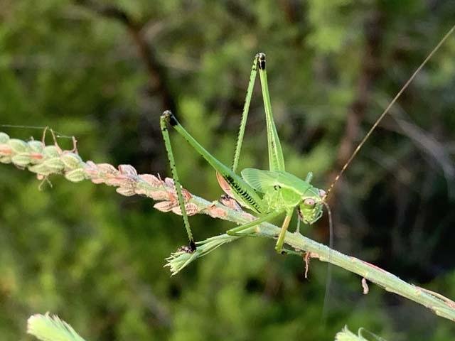 I spied a pair of&nbsp; Scudder's Bush Katydids &nbsp;on a late summer hike. They move very slowly like Preying Mantis but are herbivores. 