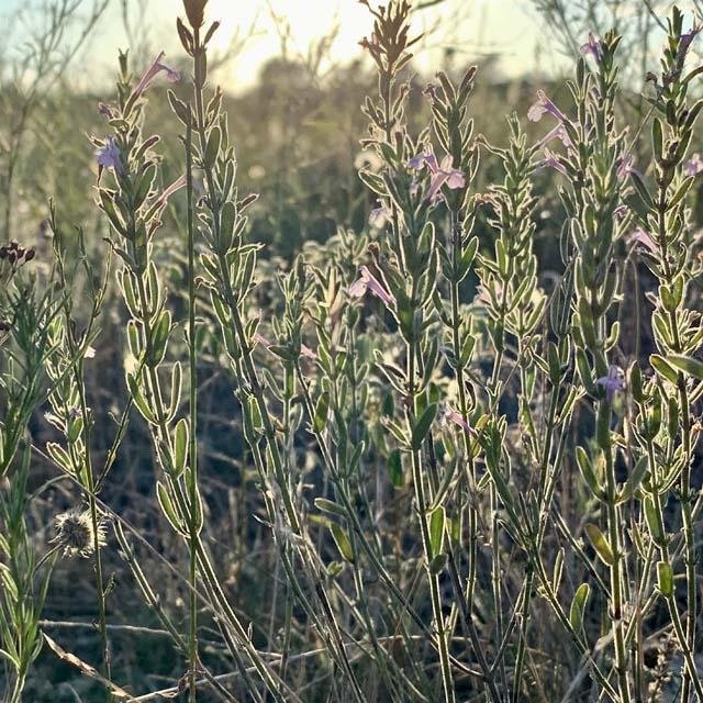  As summer fades,&nbsp; Slender False Pennyroyal &nbsp;(Hedeoma acinoides) still thrives on the prairie. 