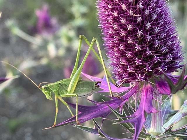  This one posed heroically on Eryngo. 