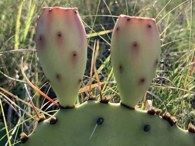   Prickly Pear &nbsp;tunas glowing in the light of a summer sunset. 