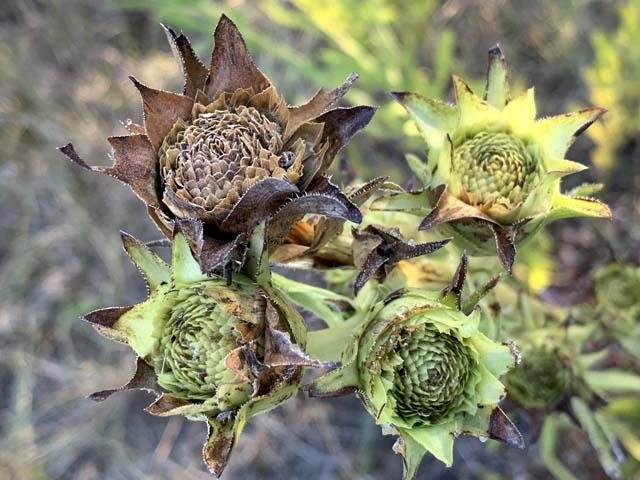   Yellow Compassplant &nbsp;( Silphium laciniatum ) flowers are strating to set their fall seed. 