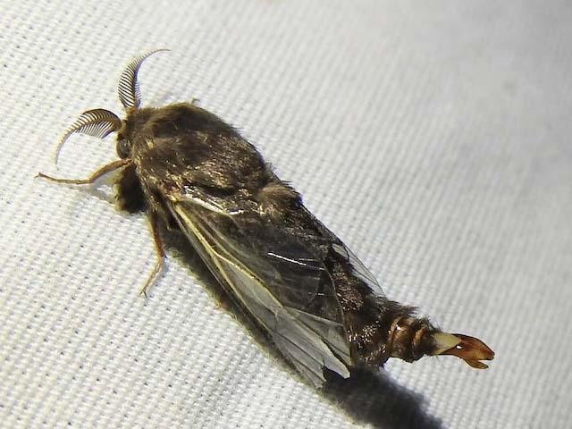   Evergreen Bagworm Moth &nbsp;( Dicromantispa interrupta )&nbsp;Pic by&nbsp; Sam Kieschnick  