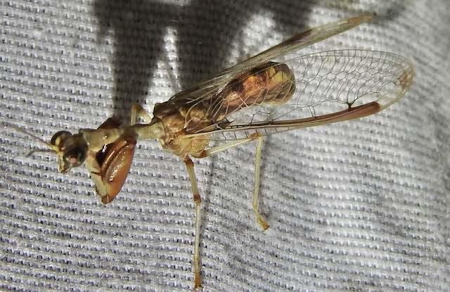  Meet the very strange-looking,&nbsp; Four-spotted Mantidfly &nbsp;( Dicromantispa interrupta ). Pic by&nbsp; Sam Kieschnick  