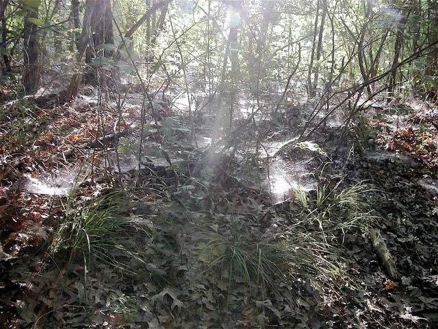  This mass of spider's webs is a perfect example of creepiness to most folks. 