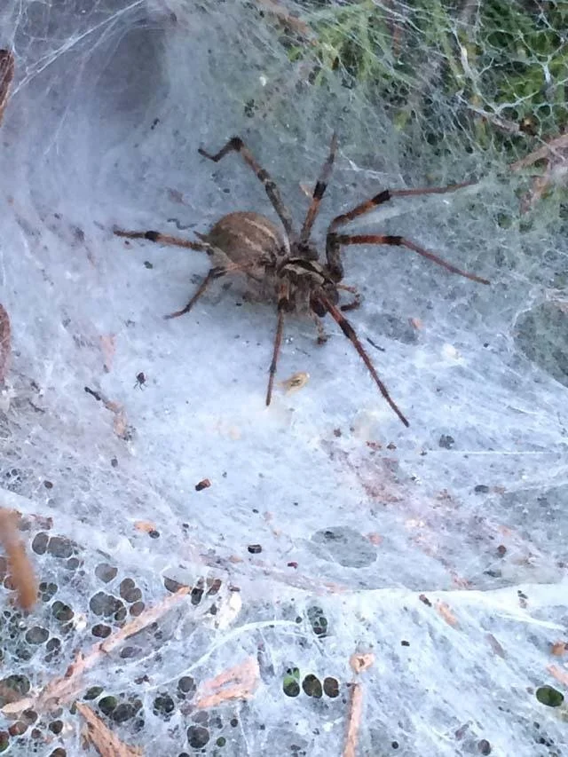  Spiders of any species deserve a wide berth including, this&nbsp; Funnel Weaver Spider . 