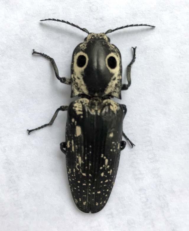   Texas Eyed Click Beetles &nbsp;( Alaus lusciosus )&nbsp;may be harmless but they don't look it with those fake eyes. 