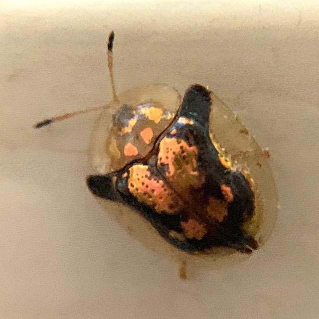   Mottled Tortoise Beetle &nbsp;( Deloyala guttata ) is only 1/4" long but it's&nbsp;the epitome of an alien-looking bug. Very creepy. 