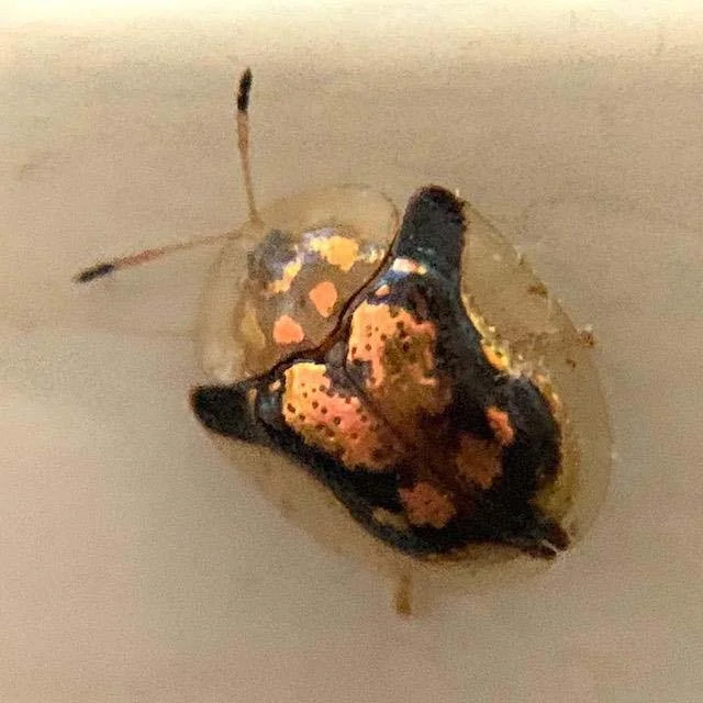   Mottled Tortoise Beetle &nbsp;( Deloyala guttata ) is only 1/4" long but it's&nbsp;the epitome of an alien-looking bug. Very creepy. 