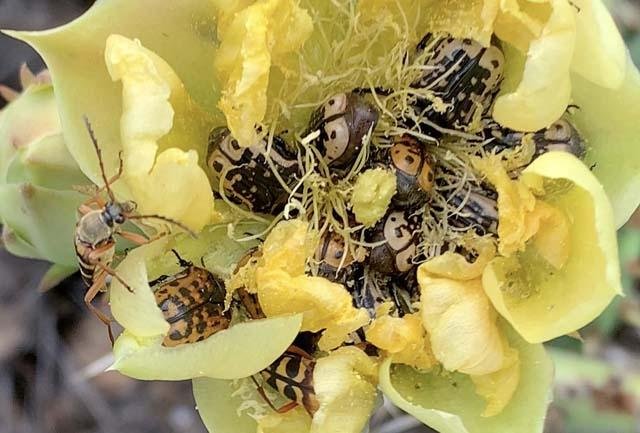  This pile of&nbsp; Kern's Flower Scarab Beetles &nbsp;can look weirdly off-putting when they&nbsp;start wriggling around inside a flower. 