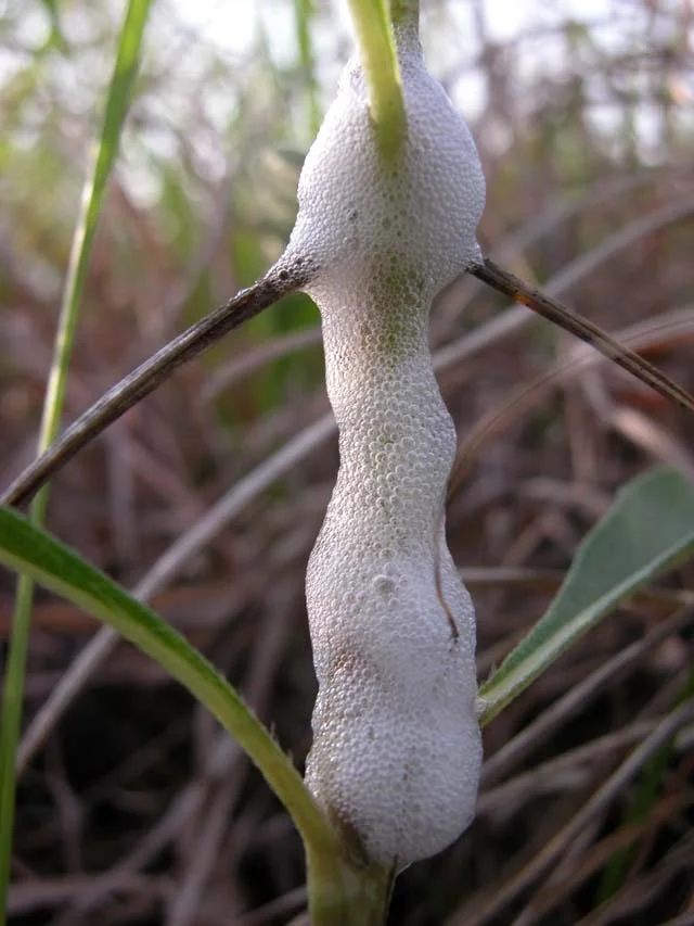   Spittlebugs &nbsp;homes are slimy, sticky, gooey and full of strange alien life-forms. In a word: Spit. Steer clear. 