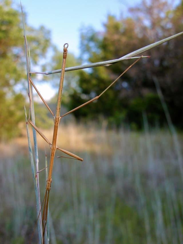  This is the critter that inspired this project. A&nbsp; Texas Walkingstick &nbsp;is the ultimate " other " of the insect world.&nbsp; 