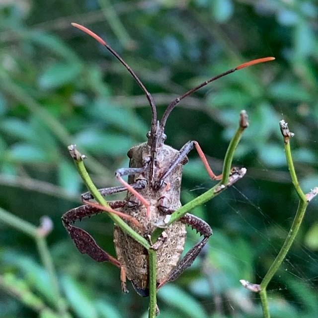  Maybe harmless. Maybe not. But this&nbsp; Leaf-footed bug &nbsp;( Acanthocephala terminalis ) looks armed and dangerous. Has wings, too. 