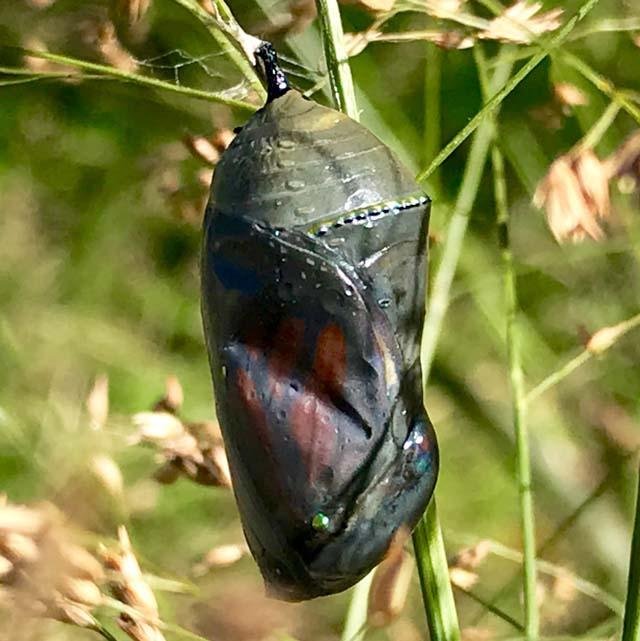  This&nbsp; Monarch Butterfly &nbsp;chrysallis is creepy because it just looks like something wicked is about to emerge from it's death shroud. 