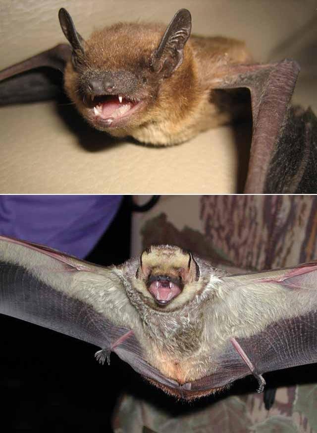  Bats like these&nbsp; Evening&nbsp; and &nbsp;Hoary Bats &nbsp;are notoriously creepy and strange-looking. Maybe that's undeserved but, those teeth look sharp. 