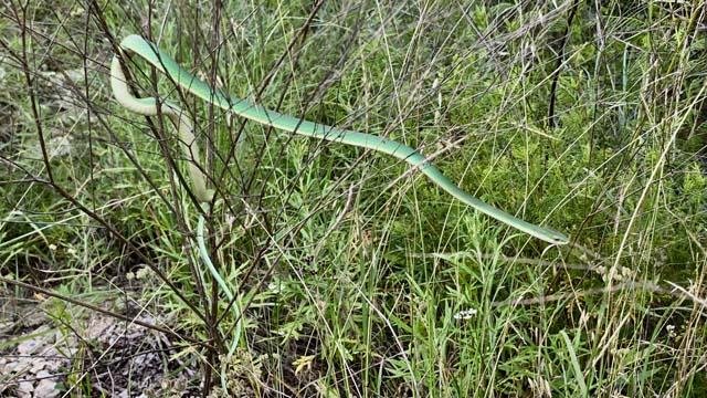  I confess to screaming like a girl when this&nbsp; Rough Green Snake &nbsp;crossed my path. 