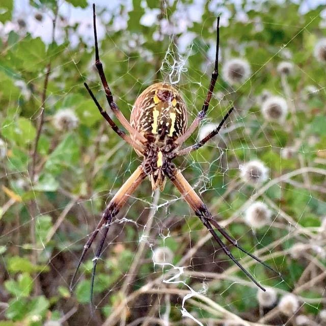   Yellow Garden Spiders &nbsp;( Argiope aurantia )&nbsp;are mostly harmless but few of us would want to pet one. 