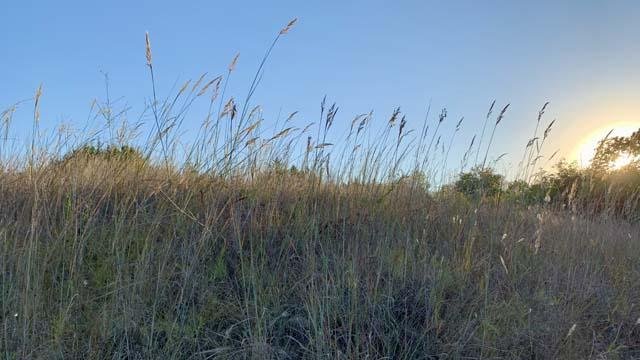  The seep under&nbsp; Barbara's Button Hill &nbsp;helps the&nbsp; Indian Grass &nbsp;grow in the fall. 