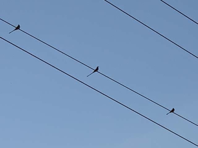  A trio of equally spaced,&nbsp; Scissor-tailed Flycatchers, &nbsp;hanging out near the highway on the north edge of Tandy HIlls. 