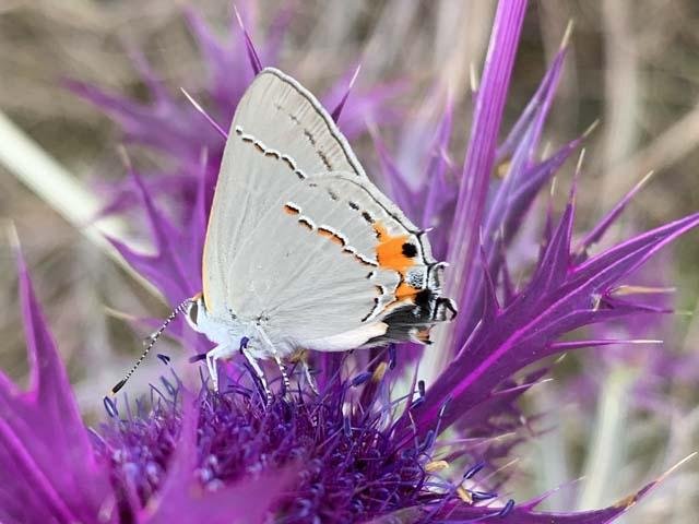   Gray Hairstreak Butterfly &nbsp;( Strymon melinus ) brightening the prairie. 