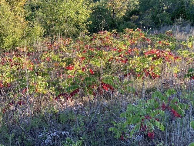  When&nbsp; Smooth Sumac &nbsp;leaves turn red it's&nbsp;sure sign of fall. 